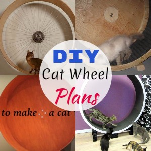 How to Build a DIY Cat Wheel: A Complete Step-by-Step Guide - Image 3